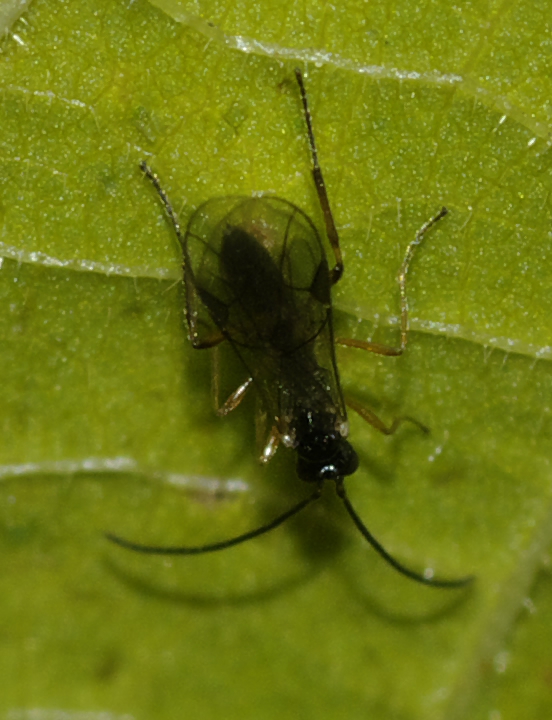 Piccoli Ichneumonidae (Tersilochinae)